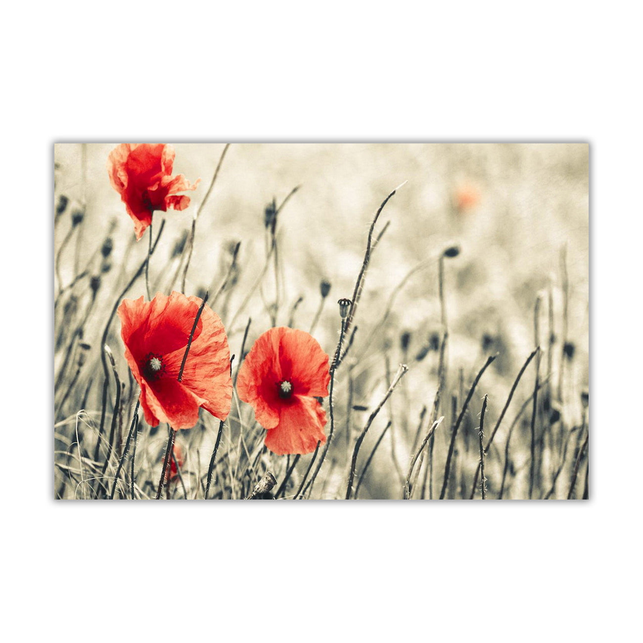 Sepia Red Flower Canvas Wall Art Picture Print for the Living Room, Bedroom, Home Decor