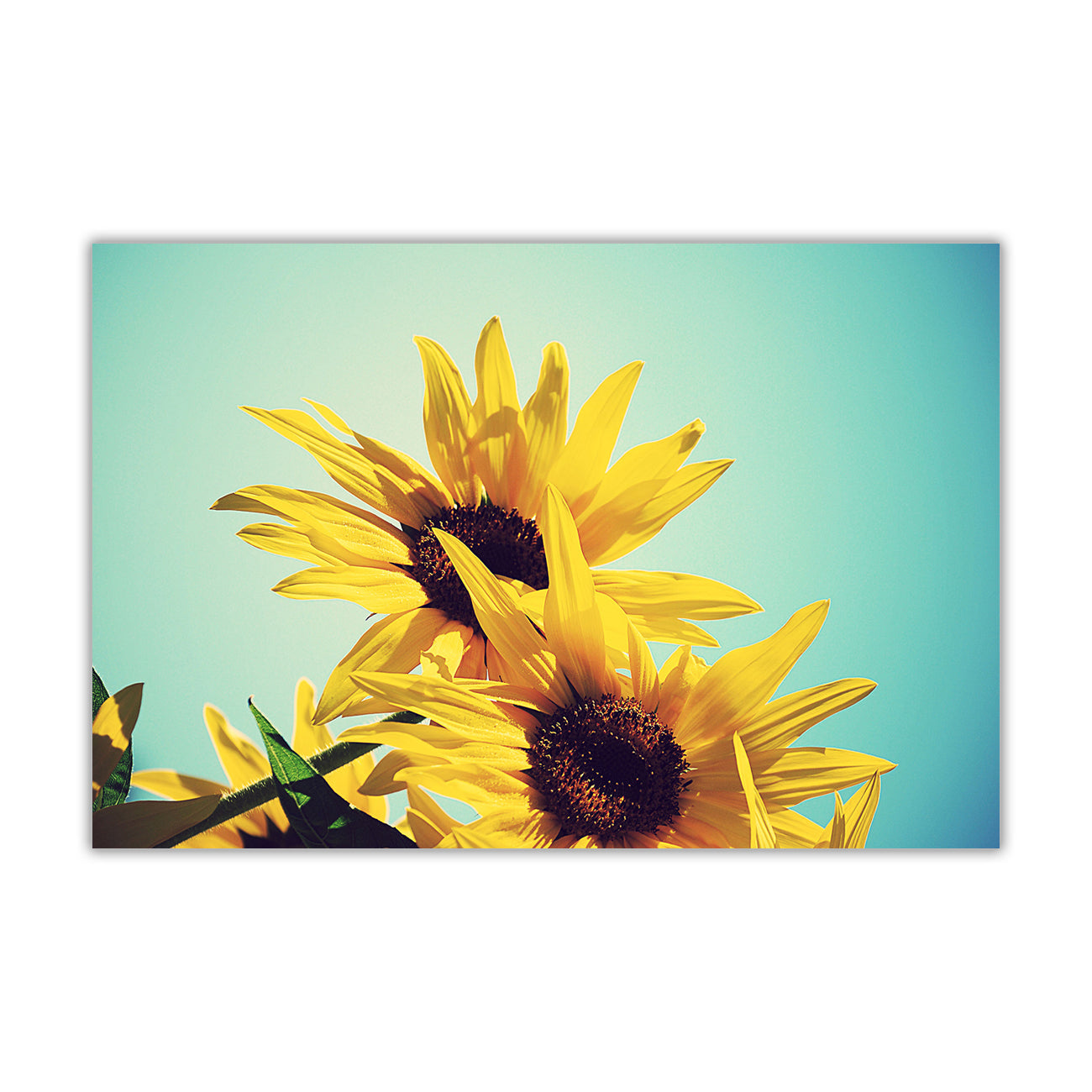 Yellow Sunflower Canvas Wall Art Picture Print for the Living Room, Bedroom, Home Decor