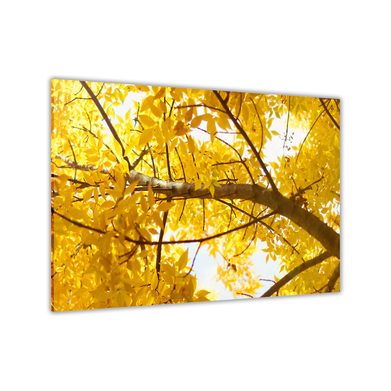 Yellow Tree Canvas Wall Art Picture Print for the Living Room, Bedroom, Home Decor