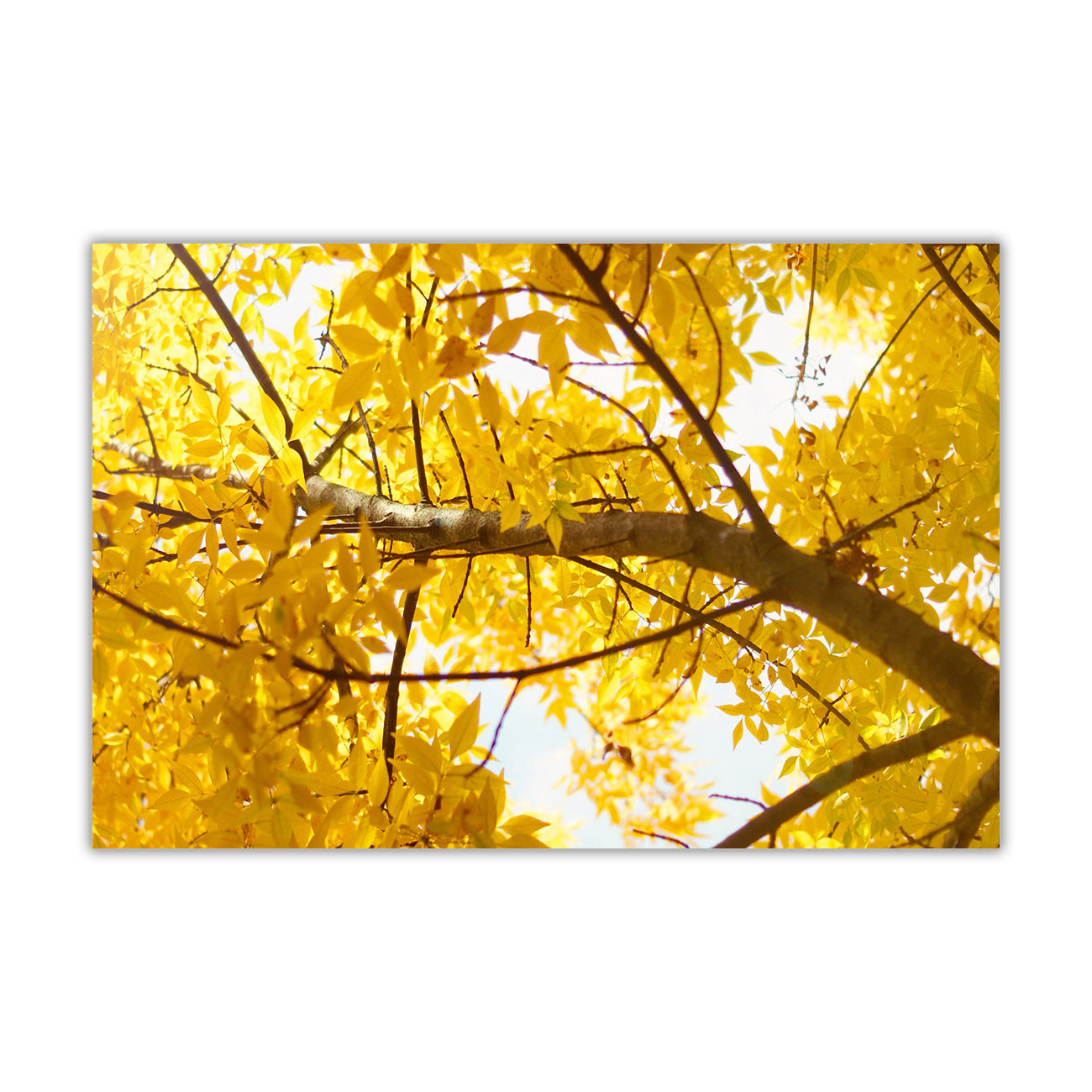 Yellow Tree Canvas Wall Art Picture Print for the Living Room, Bedroom, Home Decor