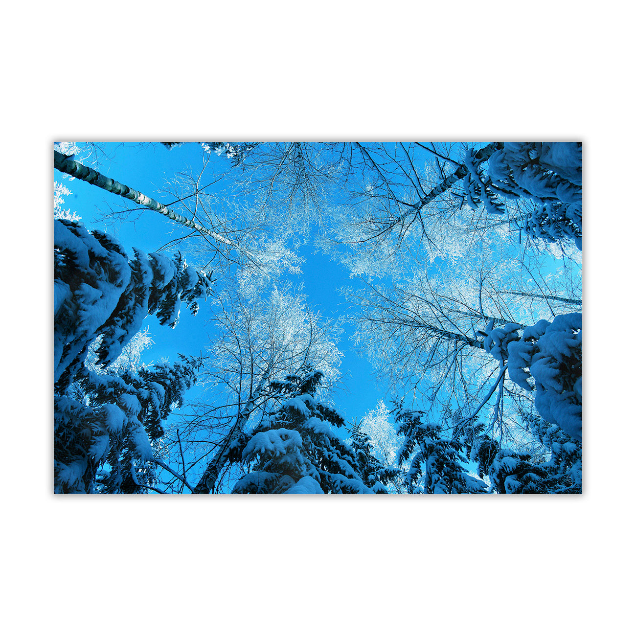 Blue Winter Trees Canvas Wall Art Picture Print for the Living Room, Bedroom, Home Decor
