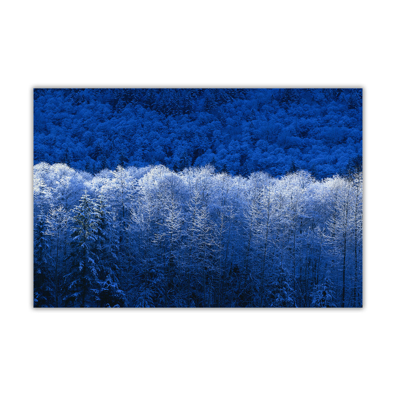 Blue Winter Forest Canvas Wall Art Picture Print for the Living Room, Bedroom, Home Decor