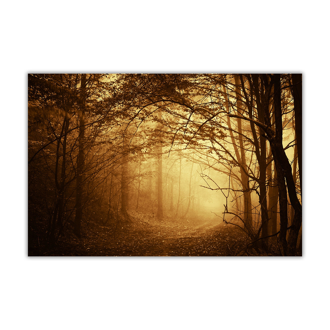 Dark Misty Forest Canvas Wall Art Picture Print for the Living Room, Bedroom, Home Decor