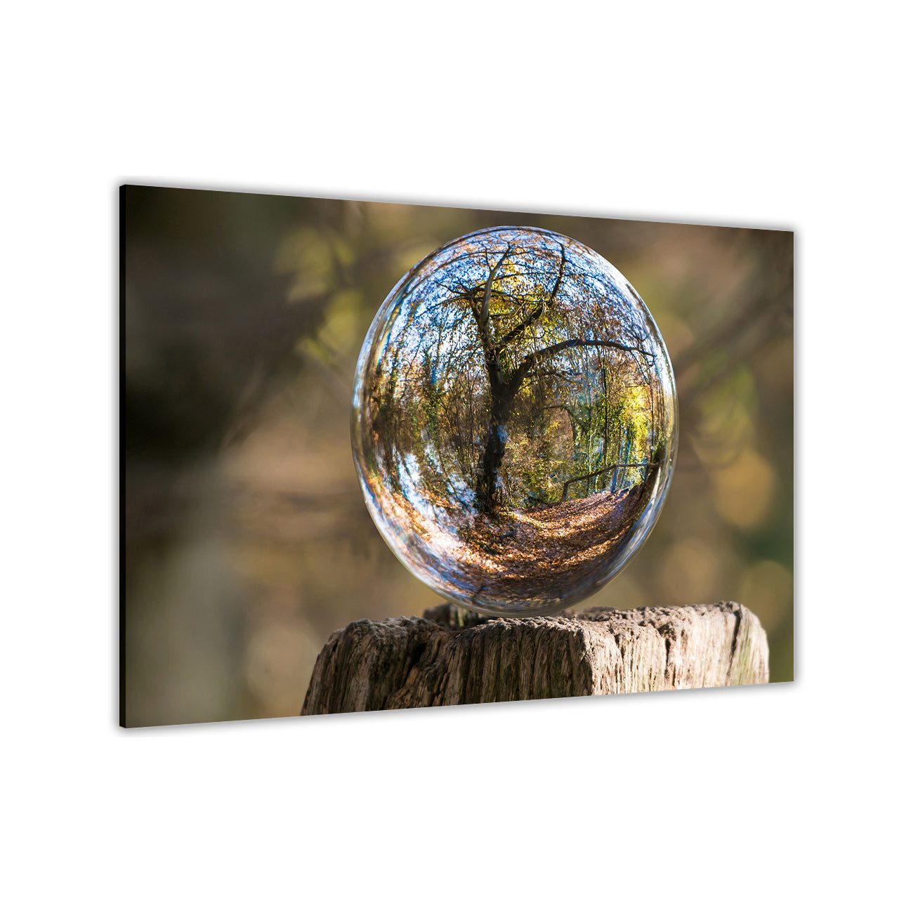 Forest Ball Canvas Wall Art Picture Print for the Living Room, Bedroom, Home Decor