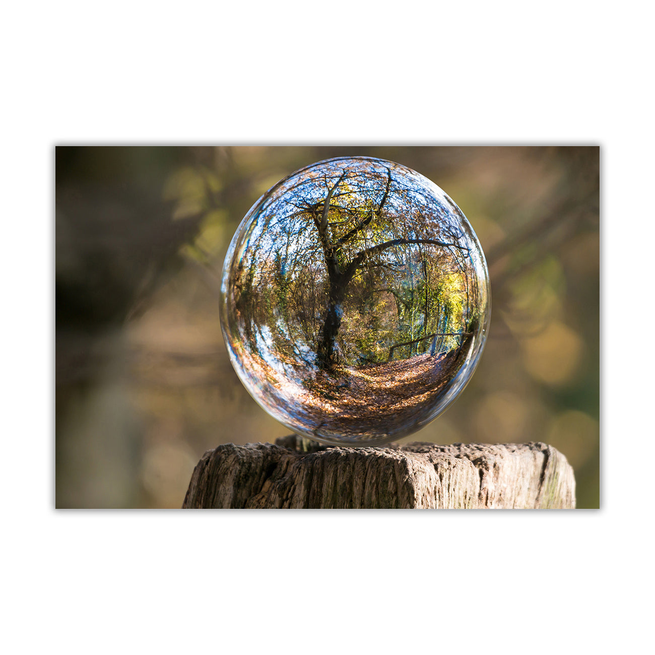 Forest Ball Canvas Wall Art Picture Print for the Living Room, Bedroom, Home Decor