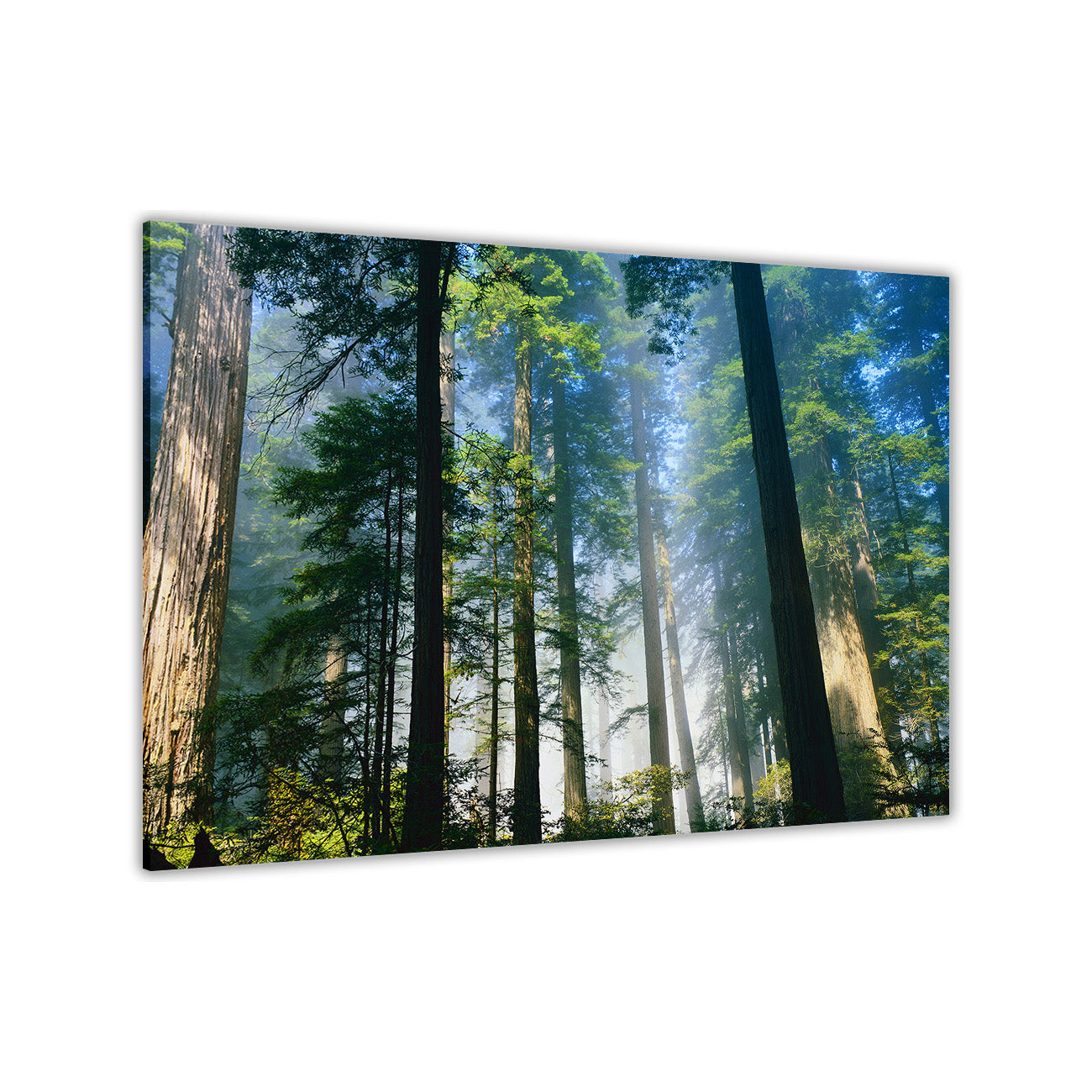 Forest Tall Trees Canvas Wall Art Picture Print for the Living Room, Bedroom, Home Decor