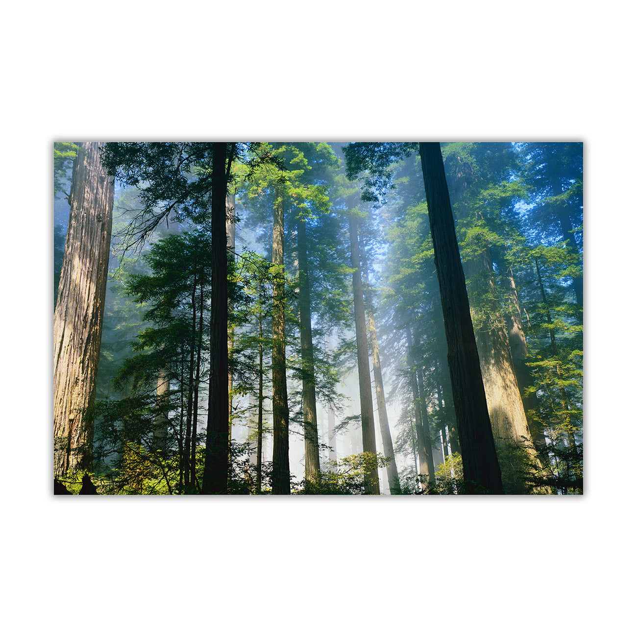 Forest Tall Trees Canvas Wall Art Picture Print for the Living Room, Bedroom, Home Decor