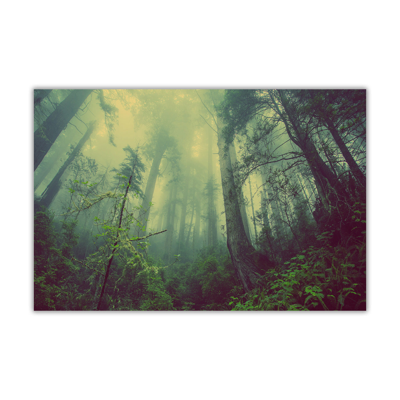 Misty Forest Canvas Wall Art Picture Print for the Living Room, Bedroom, Home Decor