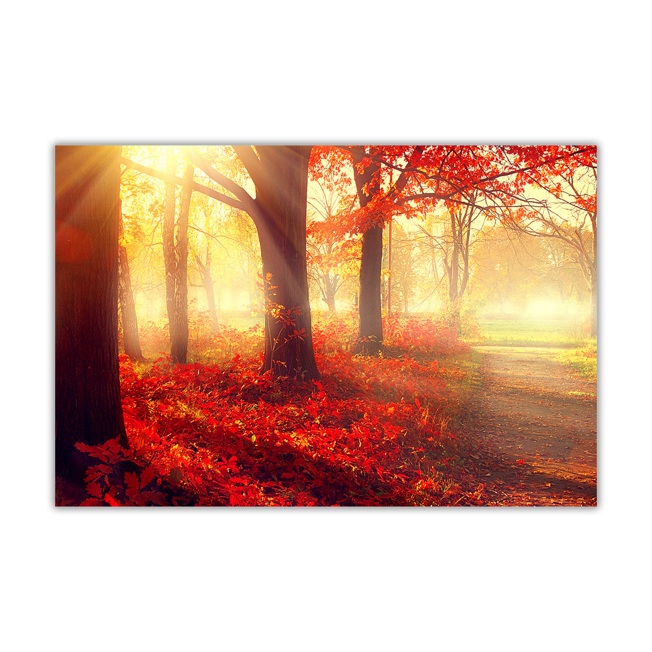 Sunshine Autumn Forest Canvas Wall Art Picture Print for the Living Room, Bedroom, Home Decor